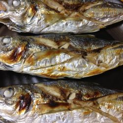 24cm~26cmのアジがHIT！！